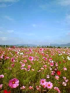 亀岡夢コスモス園 18年の営業期間と見ごろは